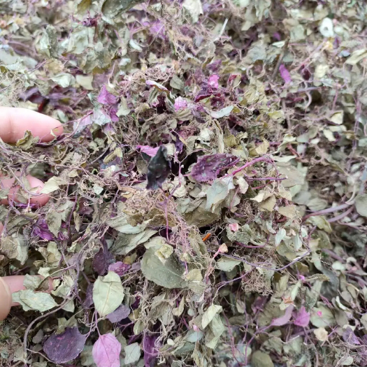 天全县混色风柜斗草
