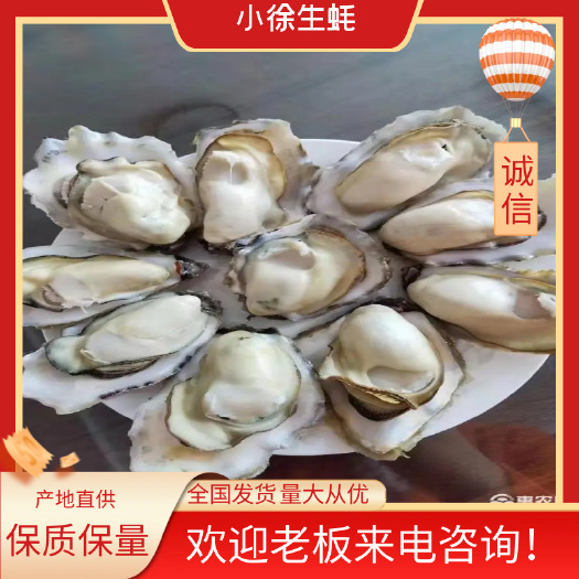 连云港乳山三倍体净化蚝 连云港发货