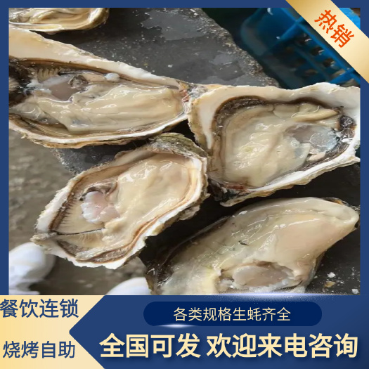 连云港乳山生蚝批发零售、餐饮连锁、烧烤自助，欢迎洽谈合作