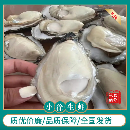 连云港乳山精品蚝 连云港发货