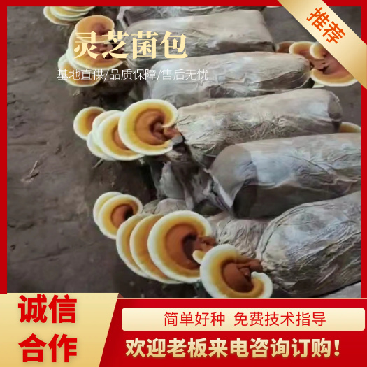 冠县灵芝菌包 鹿茸菌菌包  产地直发 成活率高 免费技术指导