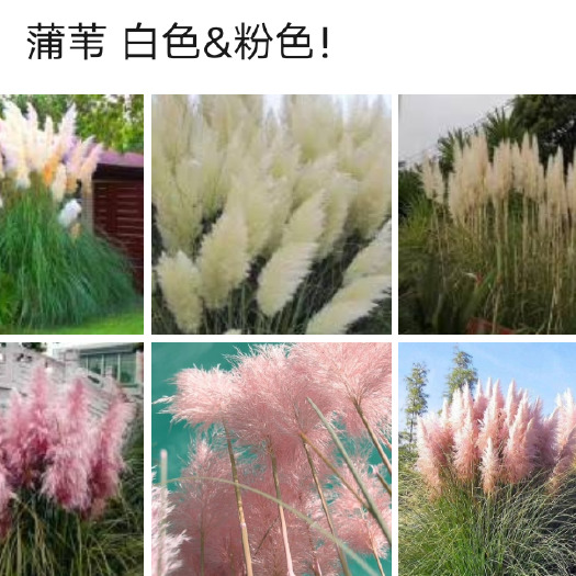 常州干花蒲苇种子