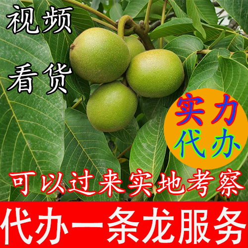 盐源县核桃代办   四川凉山盐源核桃青皮核桃新鲜核桃树河核桃