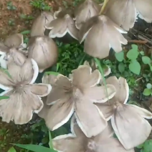 云县云南野生菌