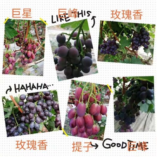 潍坊山东潍坊产地，葡萄大量上市