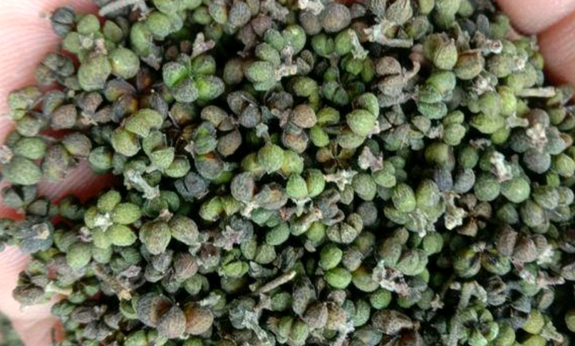 大方县纯吴茱萸