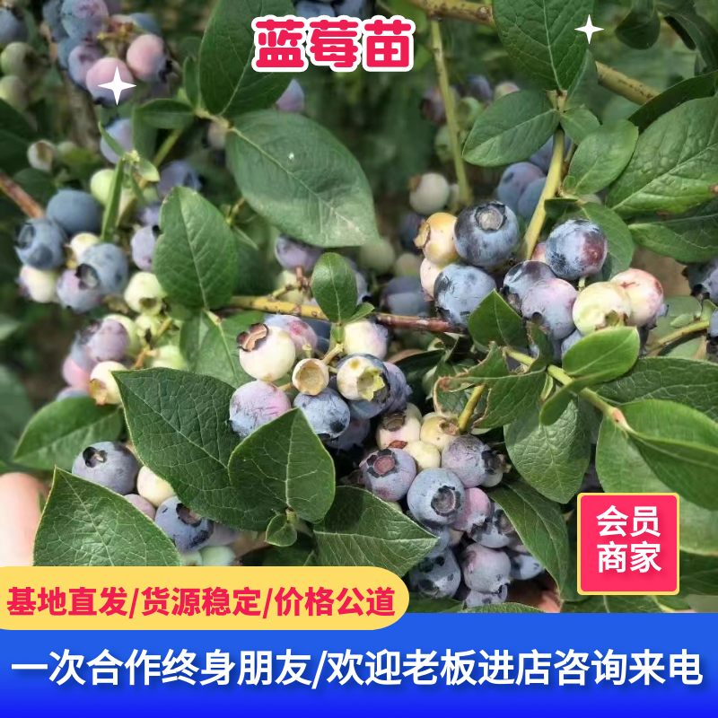 泰安大果蓝莓苗出售，基地蓝莓苗批发价格