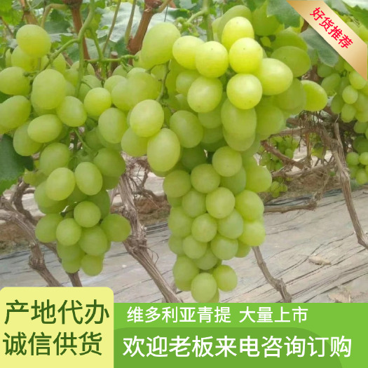 晋州市河北精品维多利亚青提上市了 量大口感好 可对接平台欢迎咨询