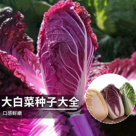 内黄县紫白菜种子