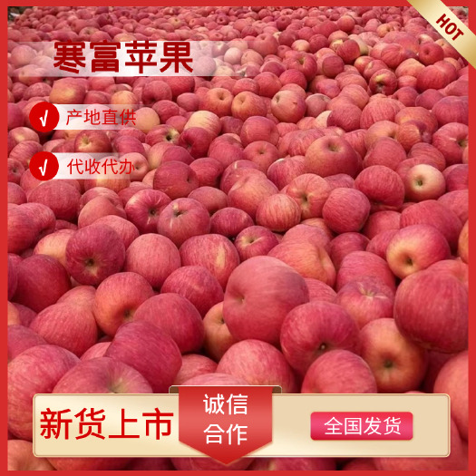 绥中县寒富苹果  精品推荐，，大量供应，产地实力代收代办