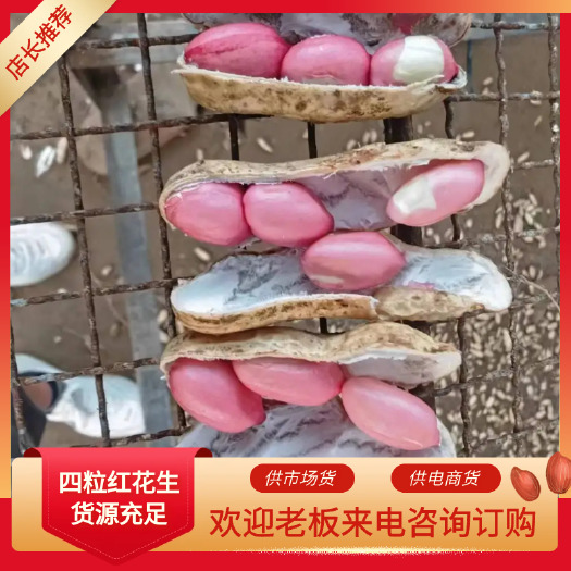 通许县河南鲜花生，四粒红，白沙花生籽粒饱满，市场货，电商货，商超