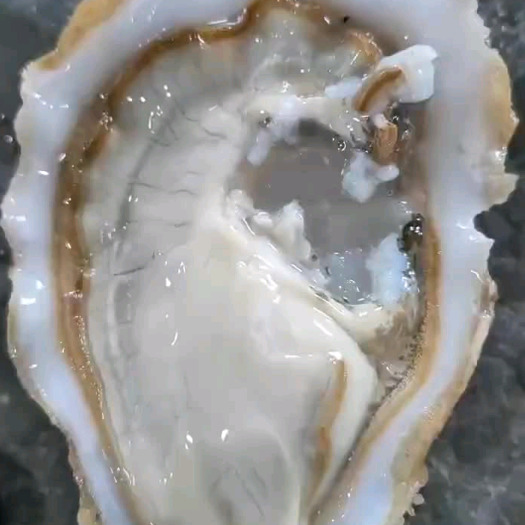 阳春市生蚝
