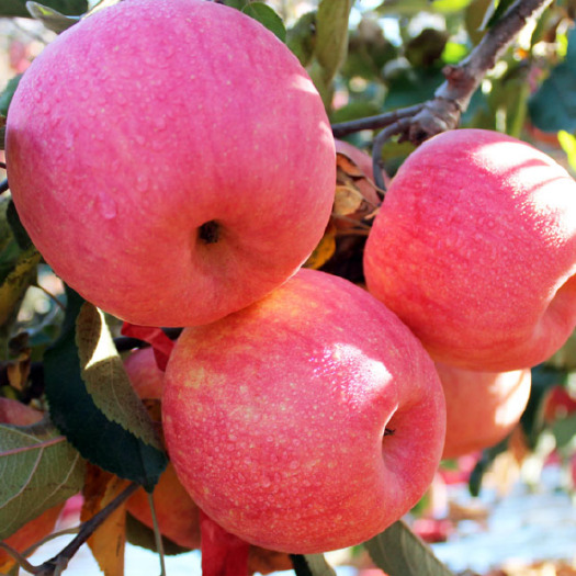 泰安富士苹果苗 烟8富士苹果苗  自有苗圃 量大优惠 规格齐全