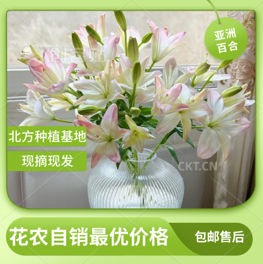 凌源市北方花都《凌源》主产百合、剑兰、郁金香等鲜切花主产地直发一手