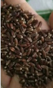 刚收割的新鲜黑小麦