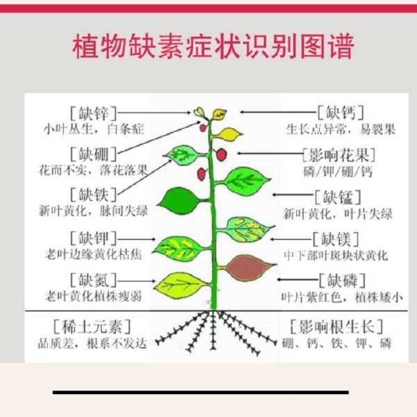 含氨基酸水溶肥微量元素肥螯合态果树蔬菜快速膨果提亮上色农肥