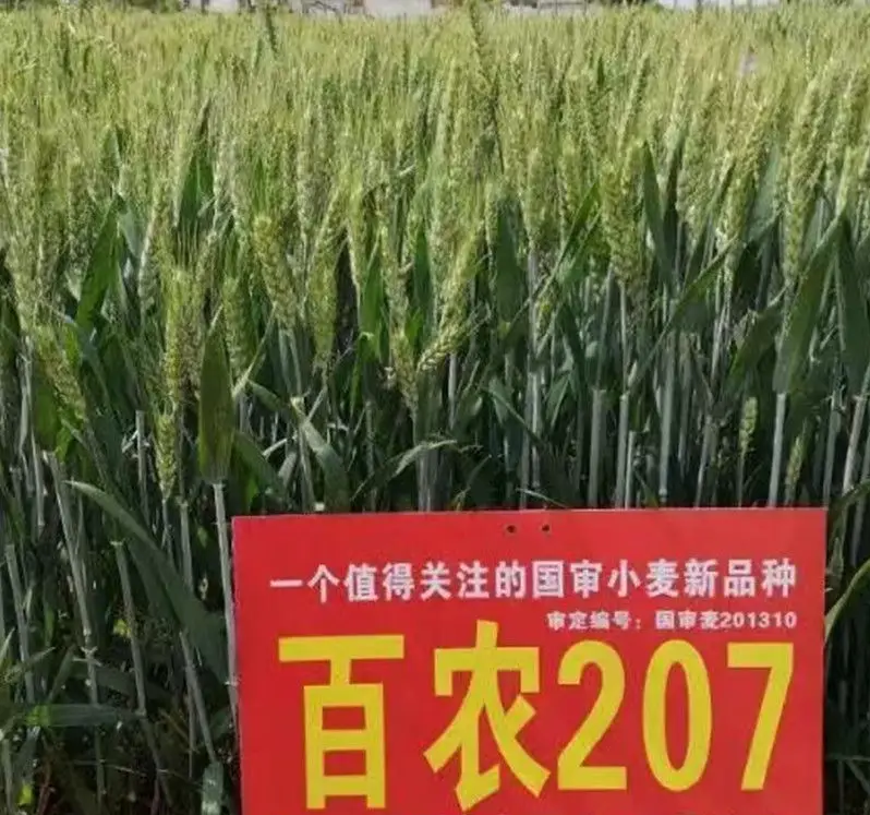 百农207 抗倒抗病抗倒春寒 穗大落黄好 耐冻耐寒耐盐碱！
