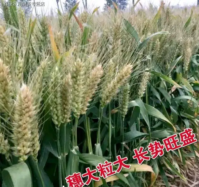 百农207 抗倒抗病抗倒春寒 穗大落黄好 耐冻耐寒耐盐碱！