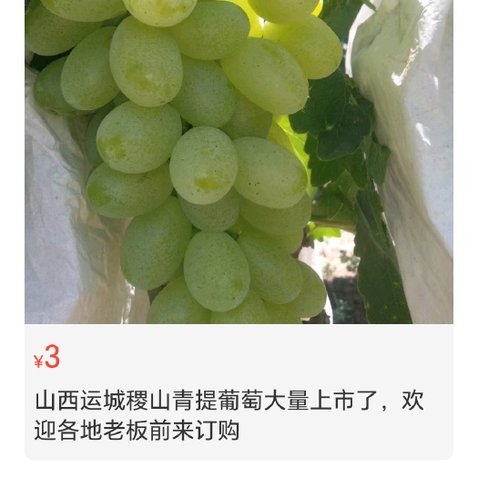 稷山县维多利亚葡萄