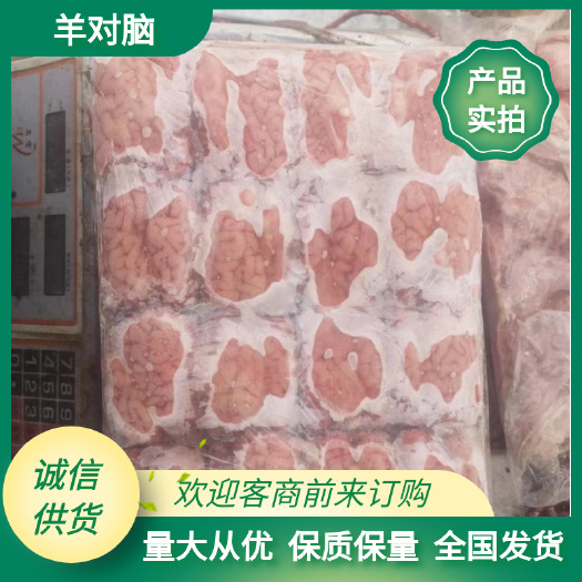 阳信县羊脑  鲜冻羊脑