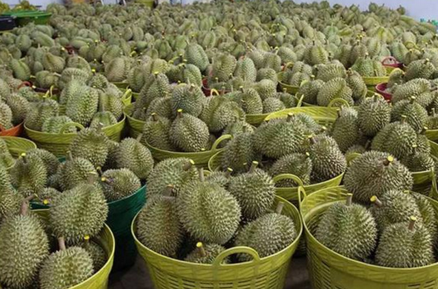 深圳泰国金枕榴莲