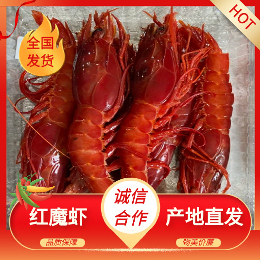 天然海虾/红魔虾  刺生级别国产特大红魔虾
