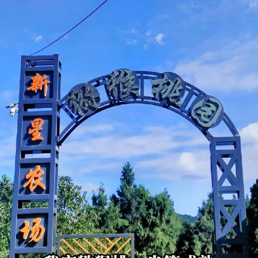 剑阁县红心猕猴桃