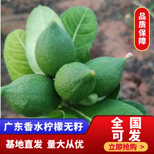 浦北县广东无籽香水柠檬