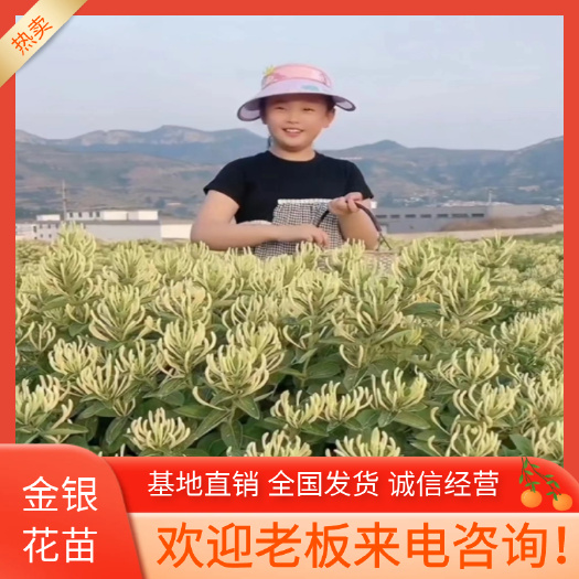 四季金银花苗 金银花，北花一号，懒汉，