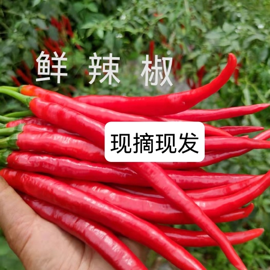 纳雍县新鲜红辣椒本地辣椒二荆条小米椒剁椒糟辣椒辣椒酱的好材料批发