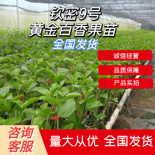 浦北县黄金百香果钦密9号 嫁接苗