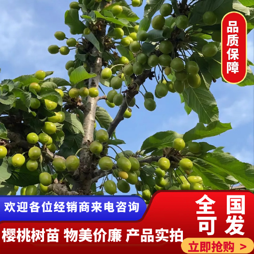 黄蜜樱桃苗 樱桃苗大樱桃车厘子树苗盆栽地栽果树苗南方北方种植
