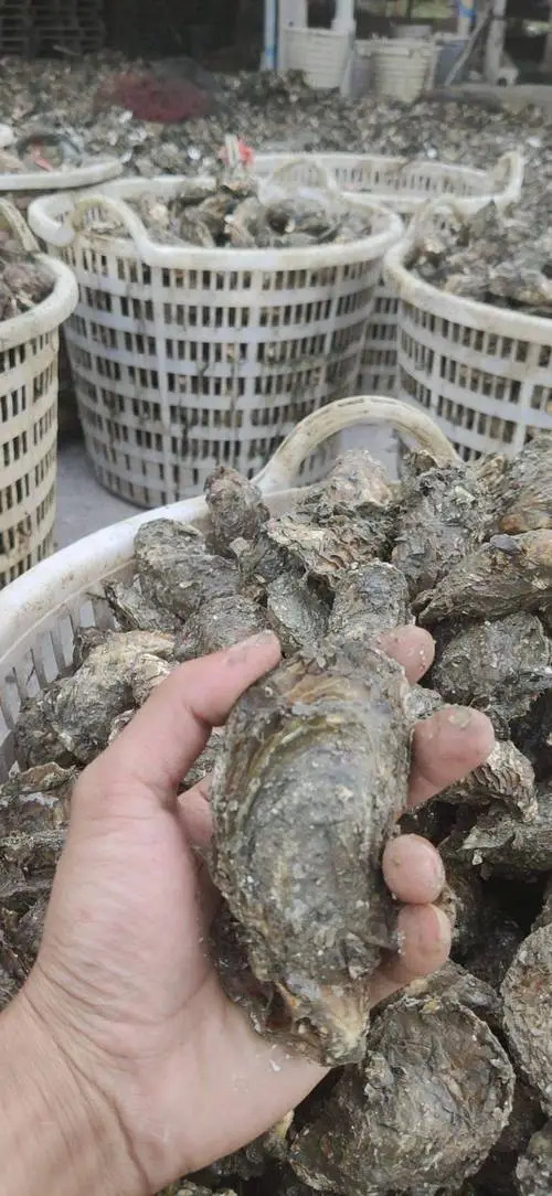 诏安县福建生蚝批发 地摊蚝 烧烤蚝