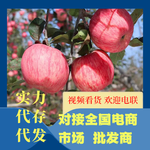 礼县红富士苹果  甘肃红富士大量供应，价格便宜，需要的客商来电