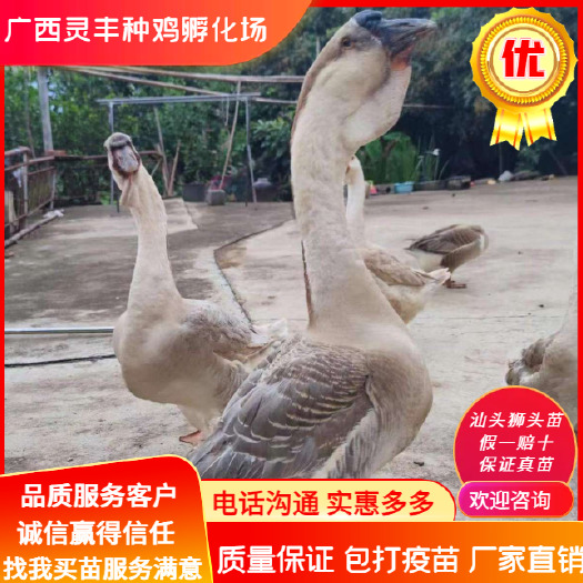 南宁汕头狮头鹅苗 【高销量热卖】【有经营许可
证】买卖更放心