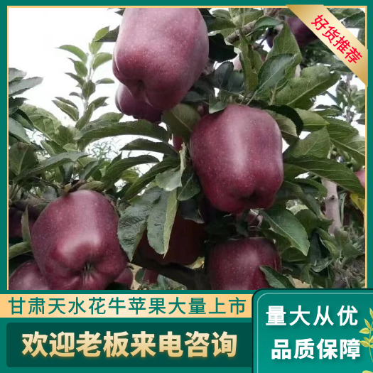 天水天水花牛，纯甜多汁，新货上市……