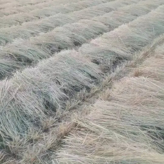邳州市供应稻草