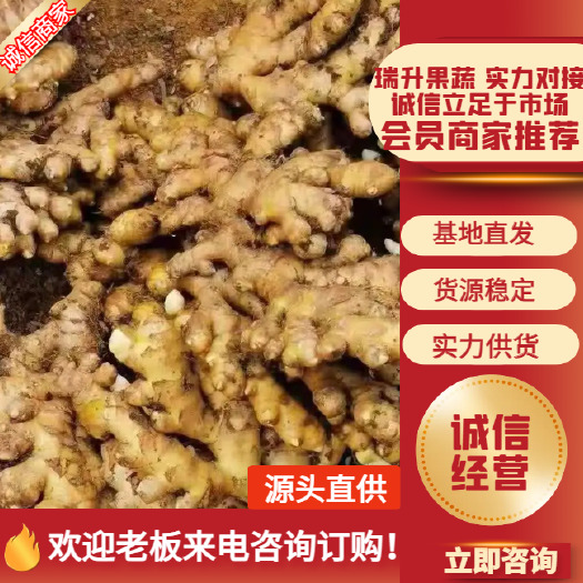 五莲县大姜，小姜，姜母，  窖藏生姜全国物流发货质量保证