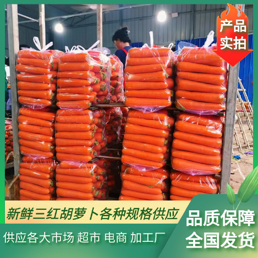 开封新鲜三红胡萝卜，支持各种规格，供应各大市场，电商，超市，