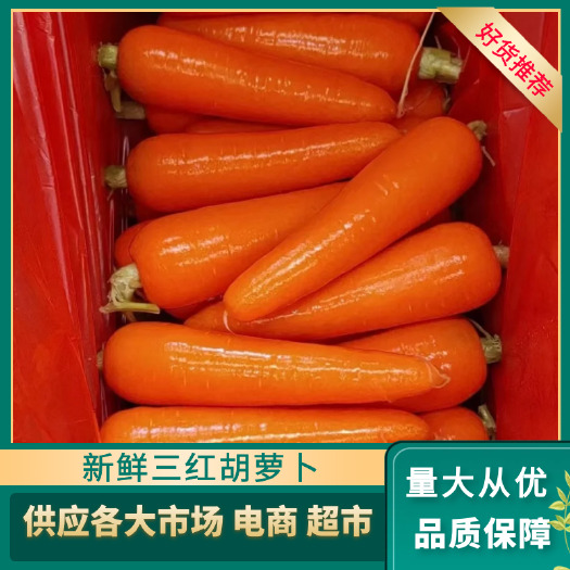 开封三红胡萝卜大吨供应