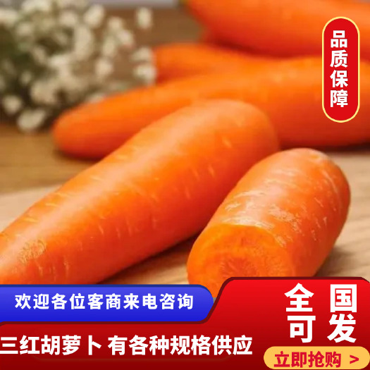 开封三红胡萝卜，有各种规格供应，水洗胡萝卜，土萝卜，半苗胡萝卜，
