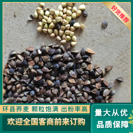 环县环县产荞麦，颗粒饱满，出粉率高