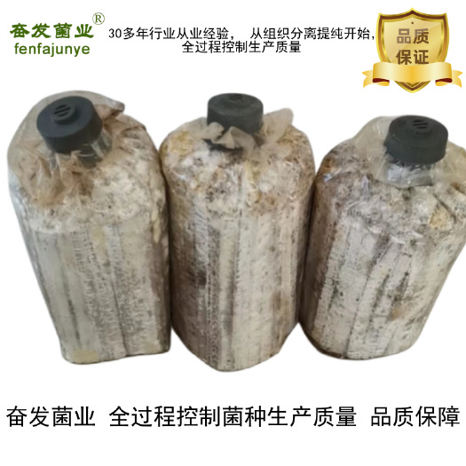 太康县平菇菌种  平菇栽培种 平菇枝条菌种 平菇 姬菇枝条菌种