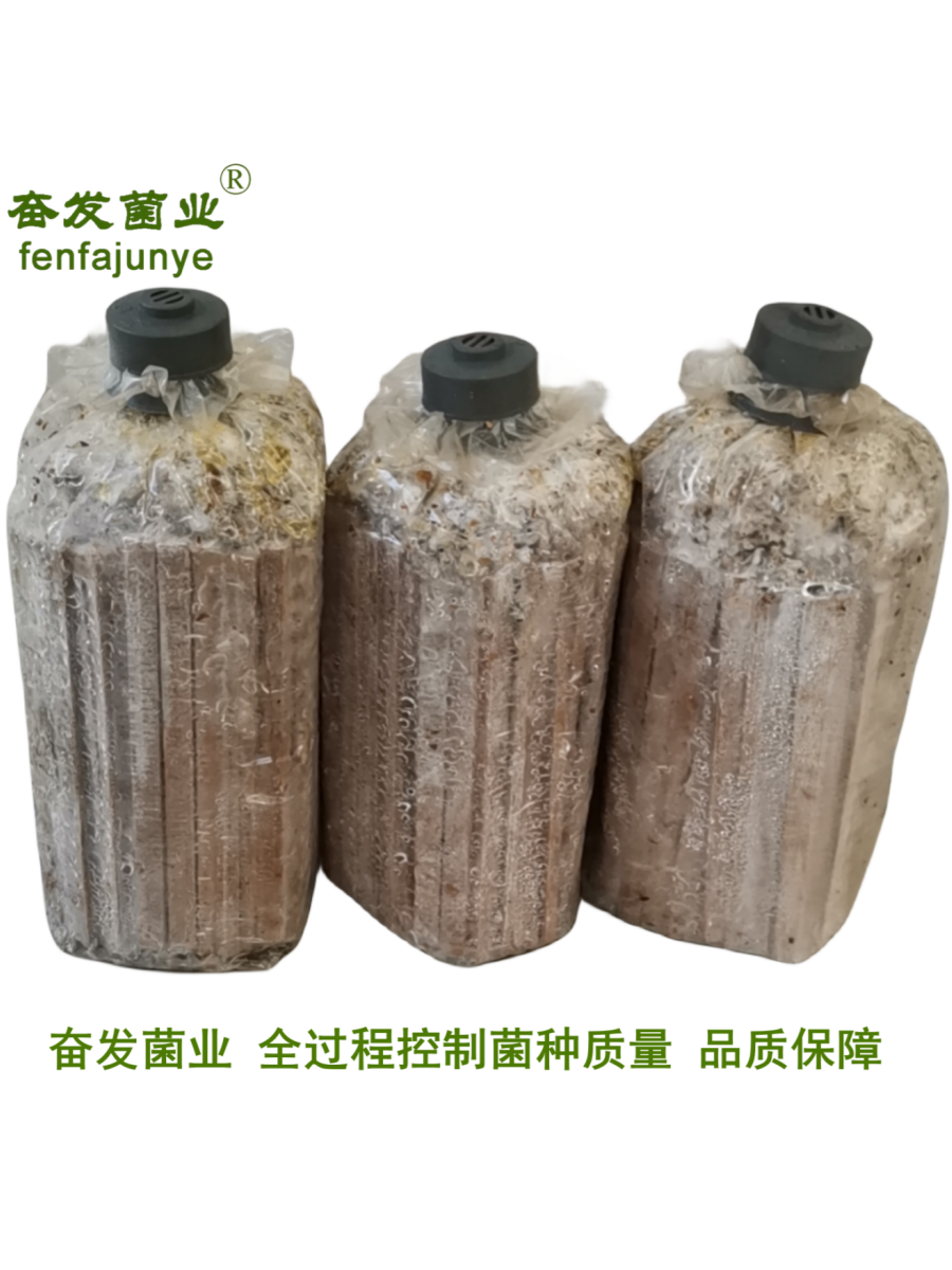 平菇菌种平菇栽培种姬菇栽培种平菇三级菌种三级栽培种