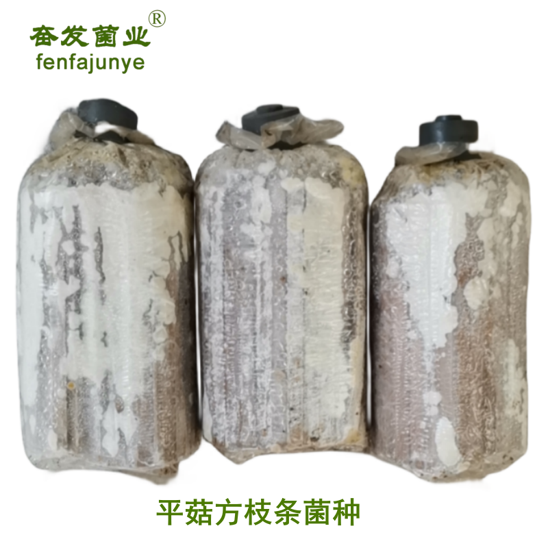平菇菌种平菇栽培种姬菇栽培种平菇三级菌种三级栽培种
