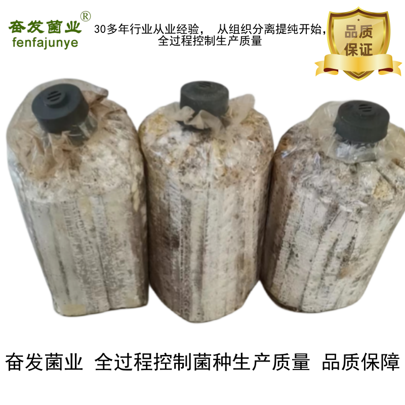 平菇菌种平菇栽培种姬菇栽培种平菇三级菌种三级栽培种