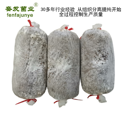 太康县平菇菌种平菇栽培种姬菇栽培种平菇三级菌种三级栽培种