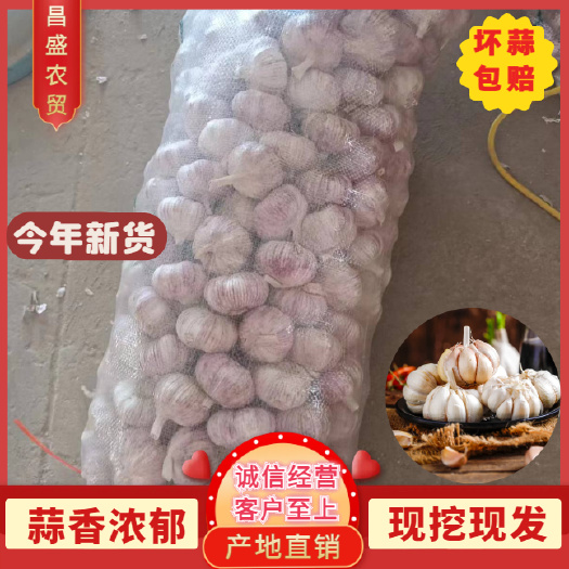 金乡县金乡红皮太空大蒜，颗粒饱满，一吨起批，全国发货，保证质量。