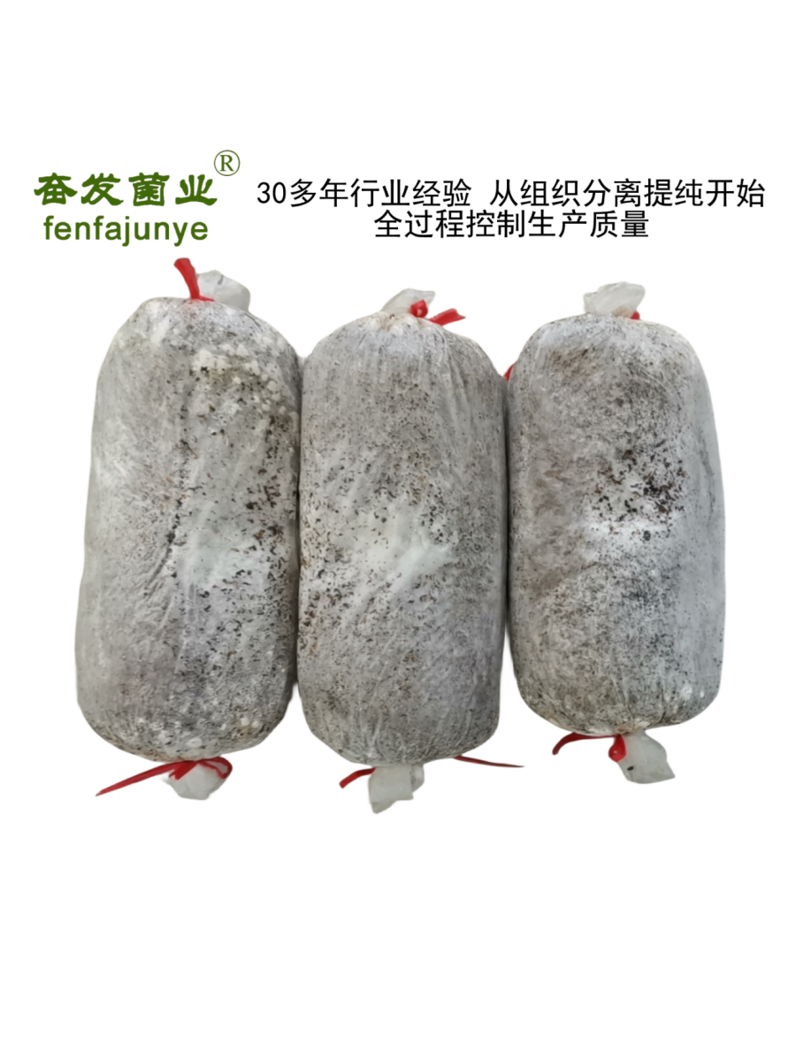 平菇菌种平菇栽培种姬菇栽培种平菇三级菌种三级栽培种