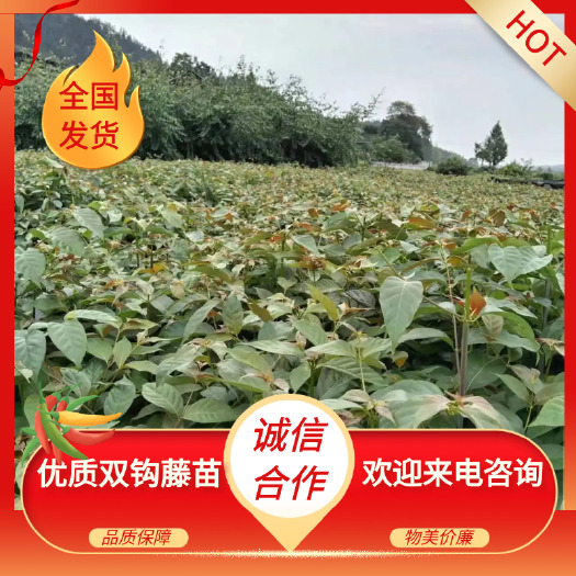 靖州县优质双钩藤苗，产量高种植简单成活率很高，谁种谁丰收
